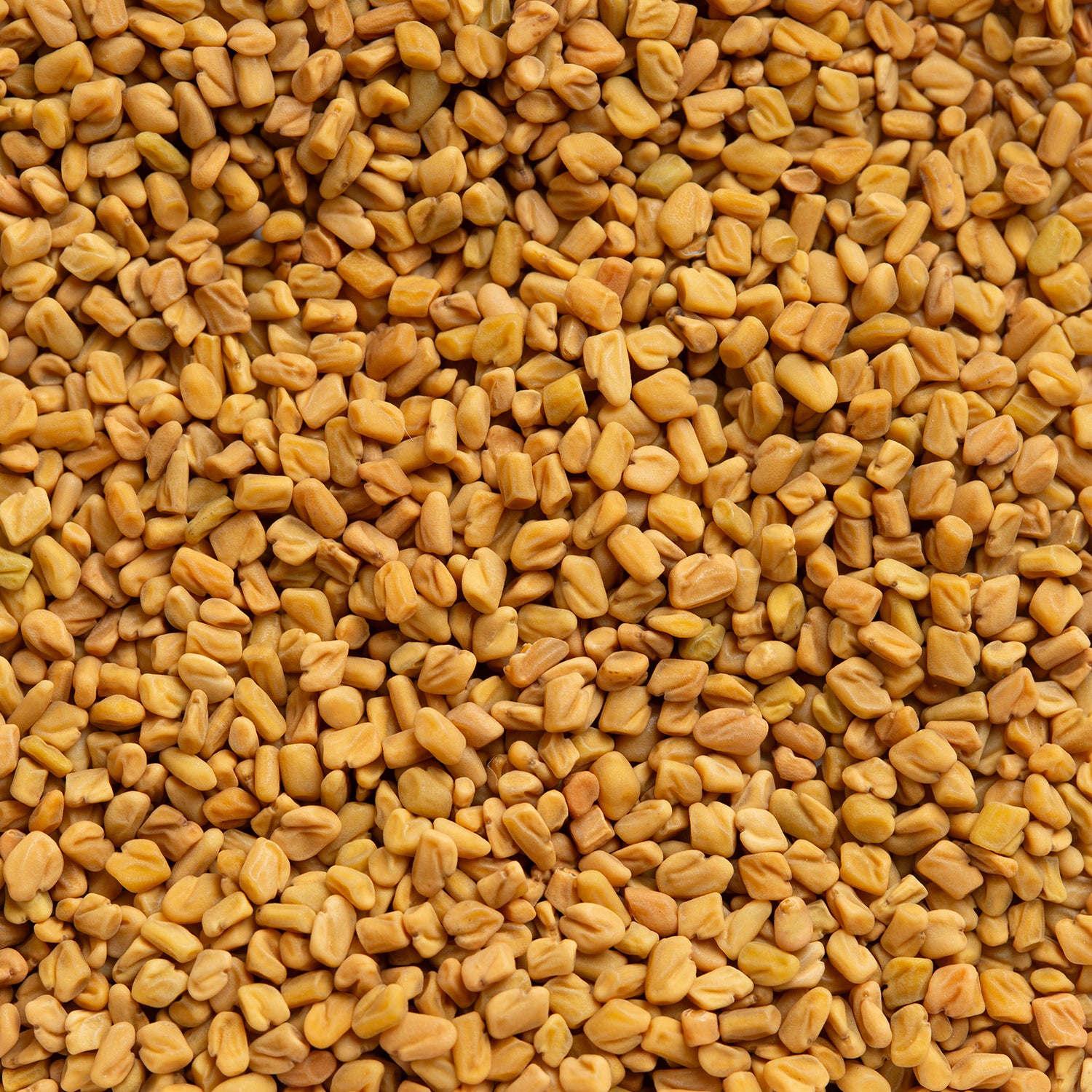 Close up shot of Spice Kistchen's Fenugreek Seeds