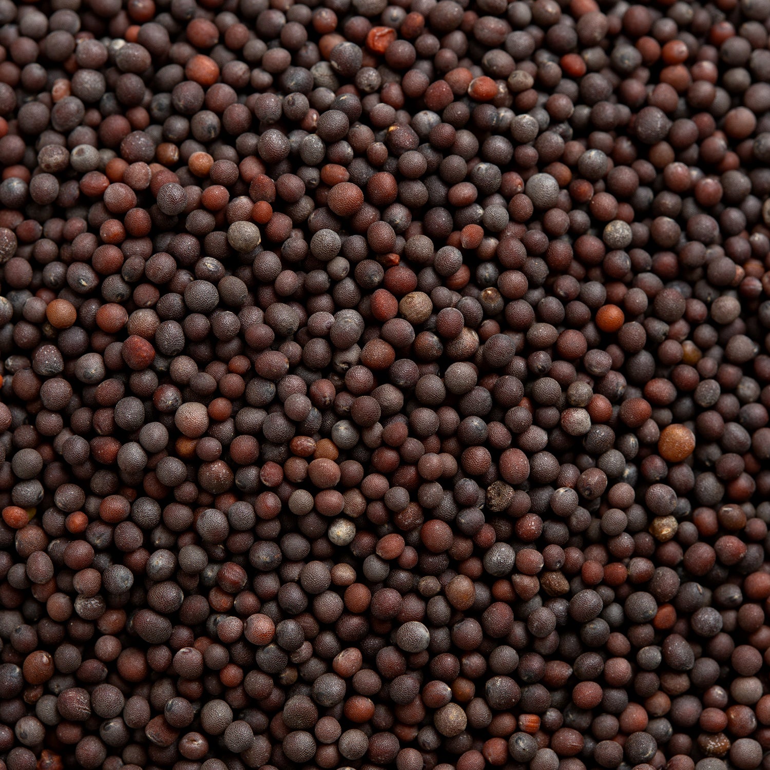 Close-up of dark brown mustard seeds