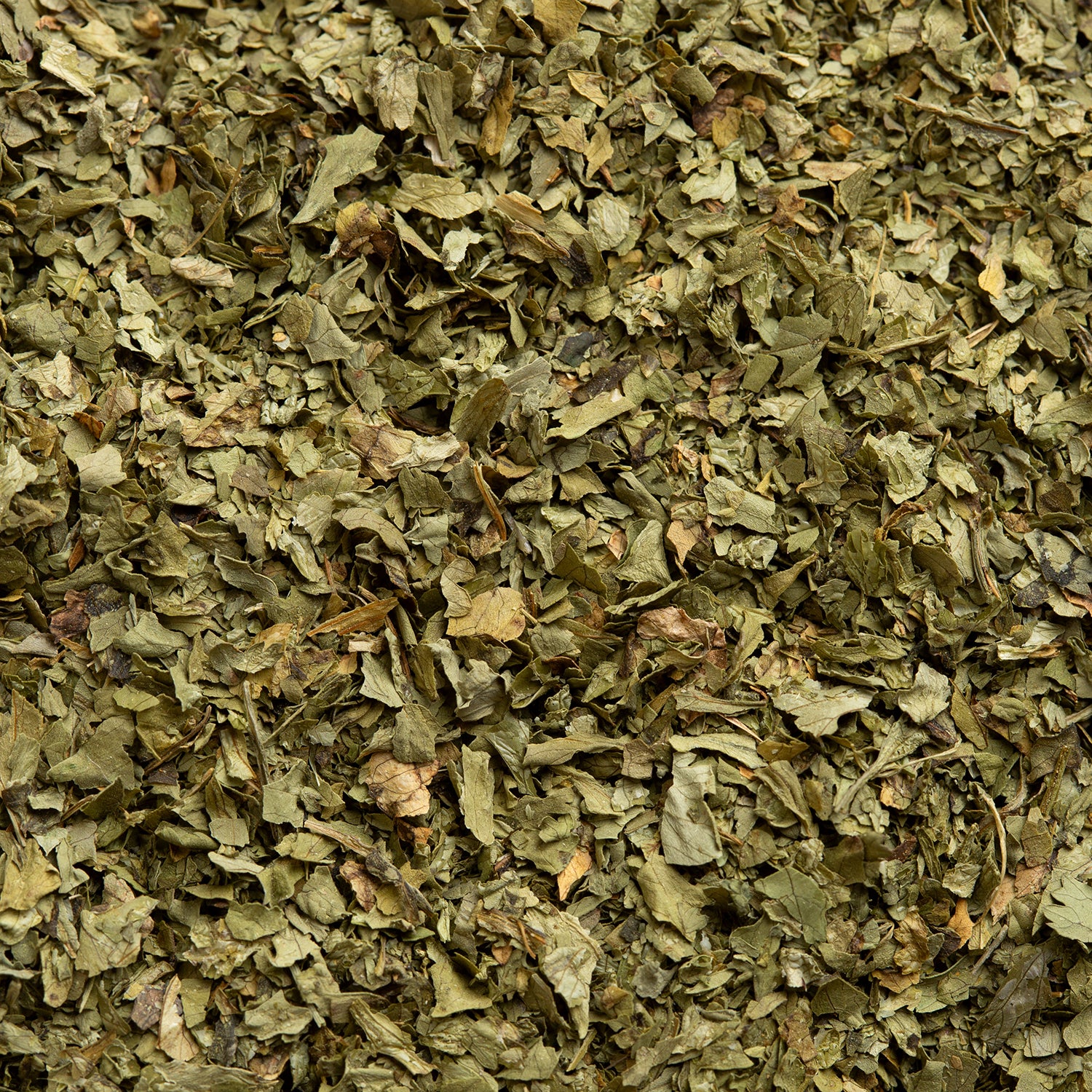 Close-up of dried green coriander leaf