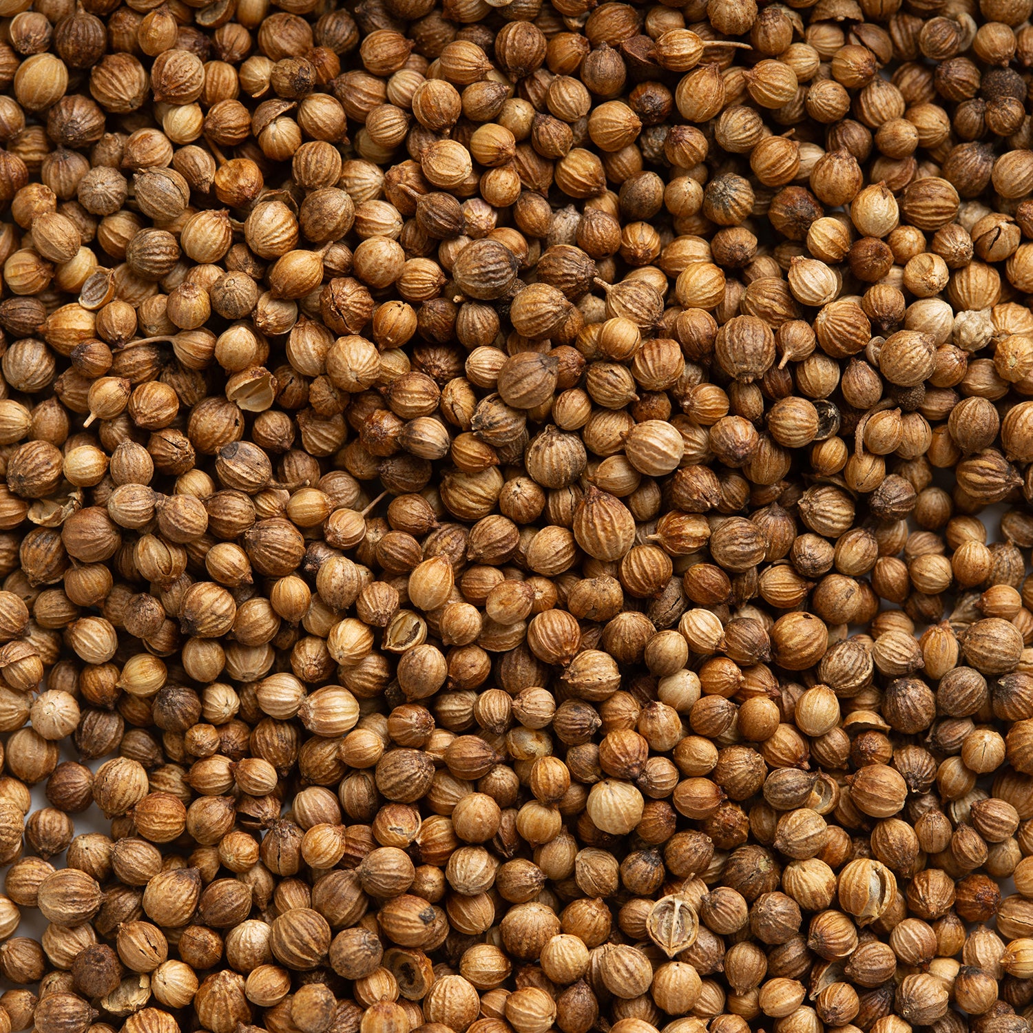 Close-up of coriander seeds