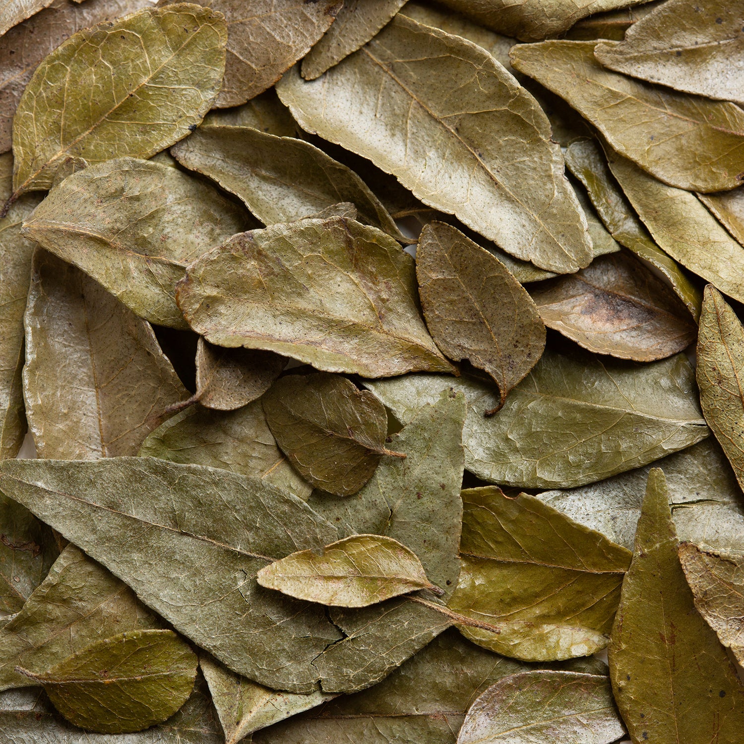 Close-up of dried curry leaves