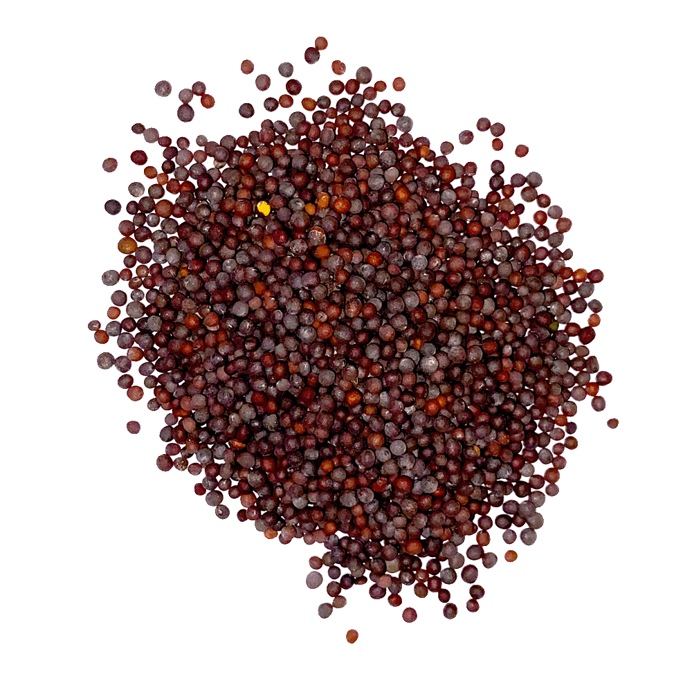 Mustard Seeds Whole (Black) Spice Kitchen